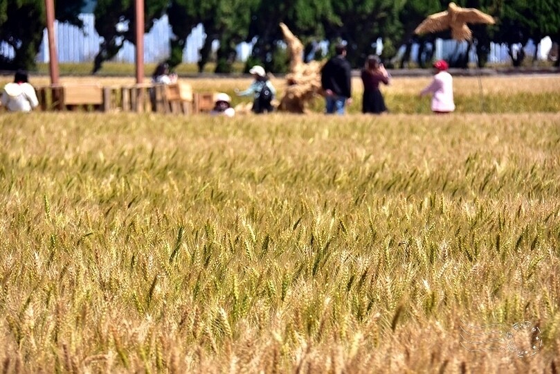 大雅小麥文化節主場