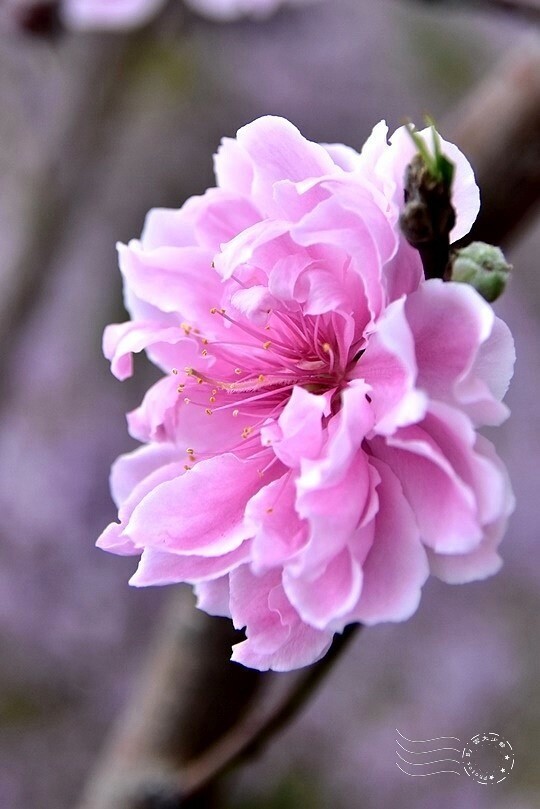 中寮瑰蜜甜心玫瑰園:碧桃