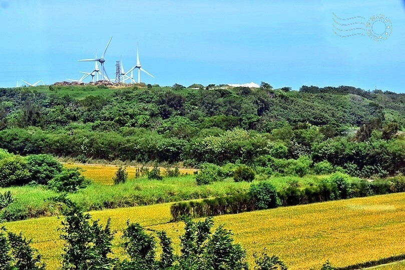 苗栗金黃稻田景色 苗栗金黃稻田景色