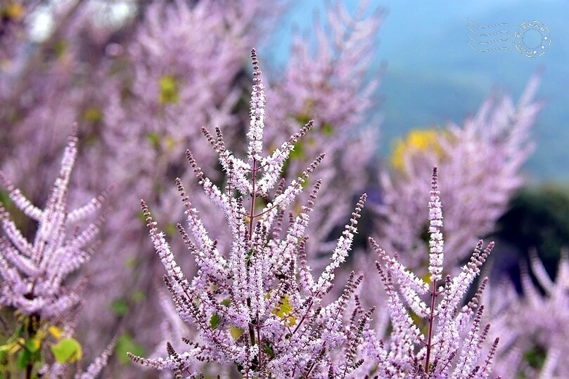 中寮瑰蜜甜心玫瑰園:麝香木