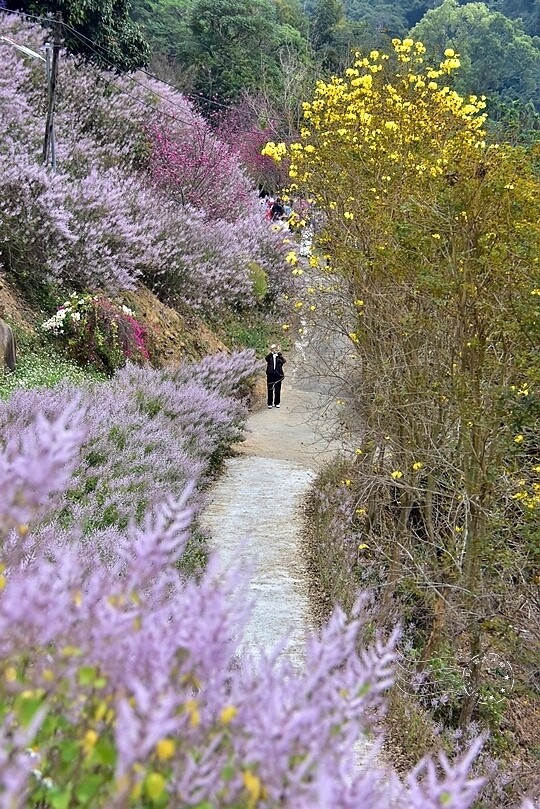 中寮瑰蜜甜心玫瑰園