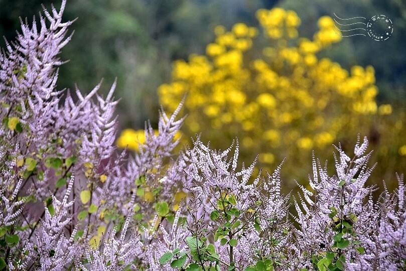 中寮瑰蜜甜心玫瑰園:麝香木