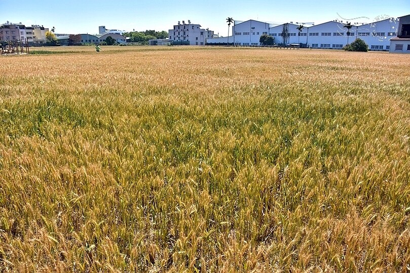 大雅小麥田