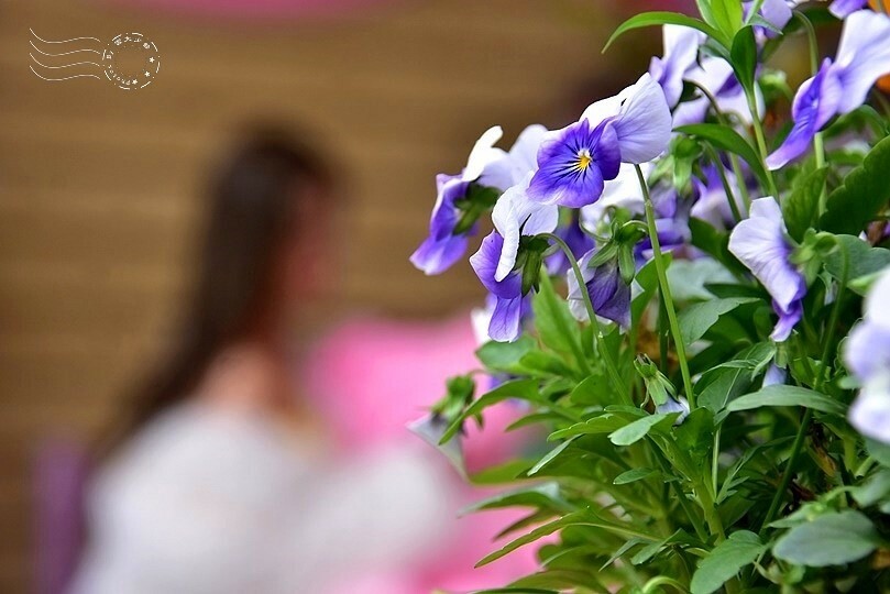 中寮瑰蜜甜心玫瑰園