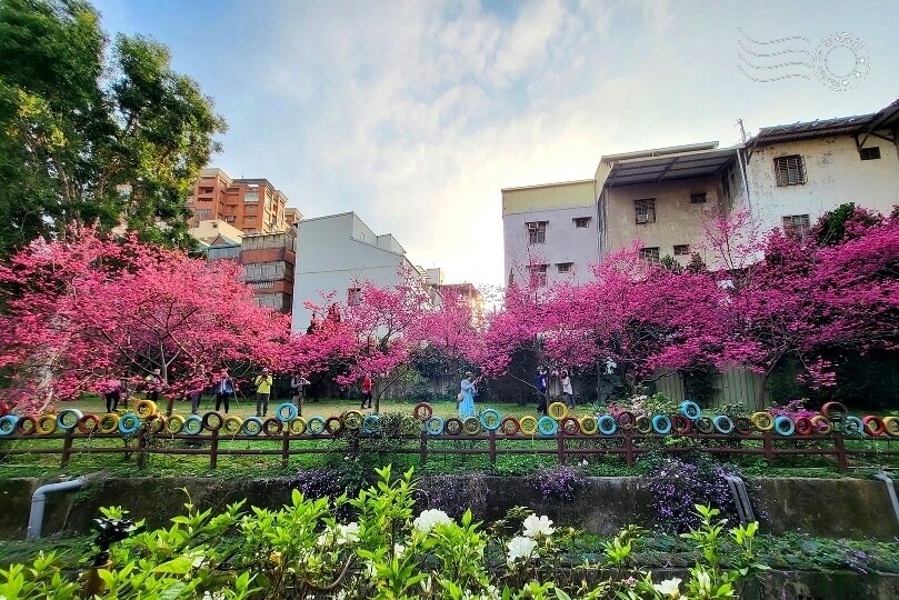 中壢莒光公園:八重櫻