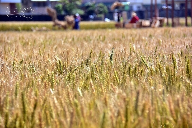 大雅小麥田