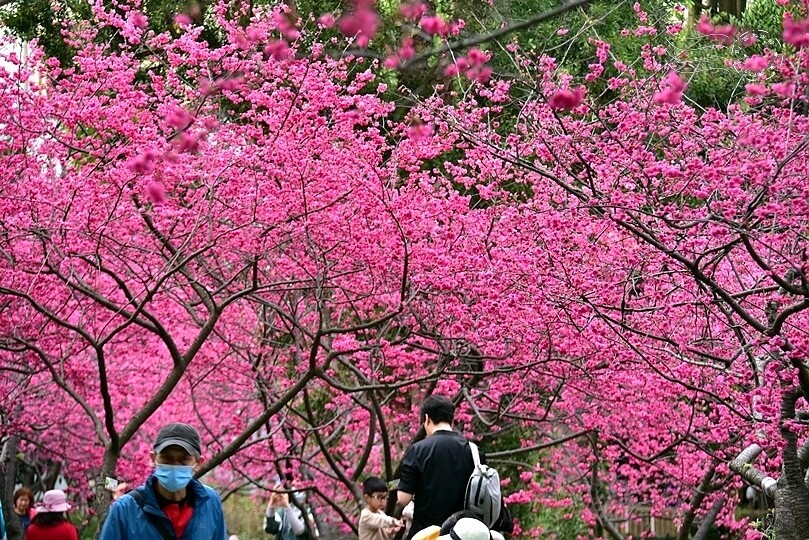 中壢莒光公園:八重櫻