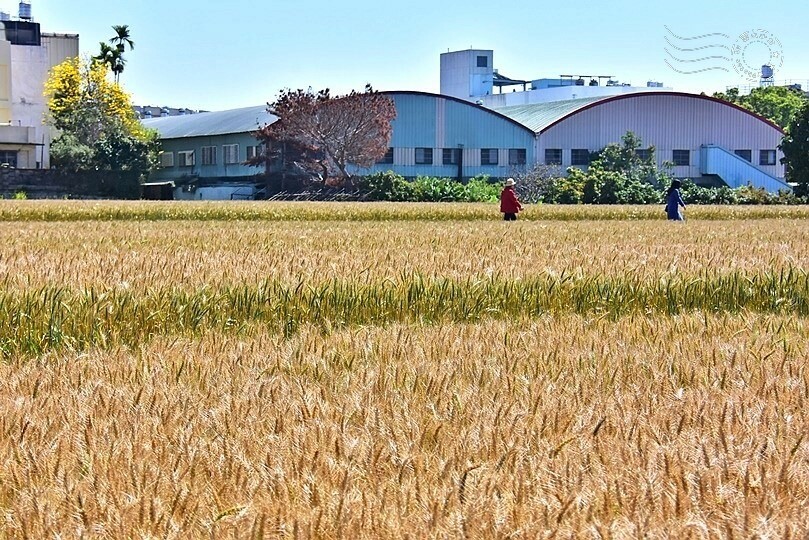 大雅小麥田