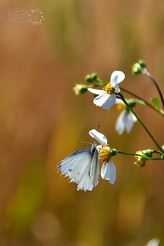 大雅小麥田白粉蝶