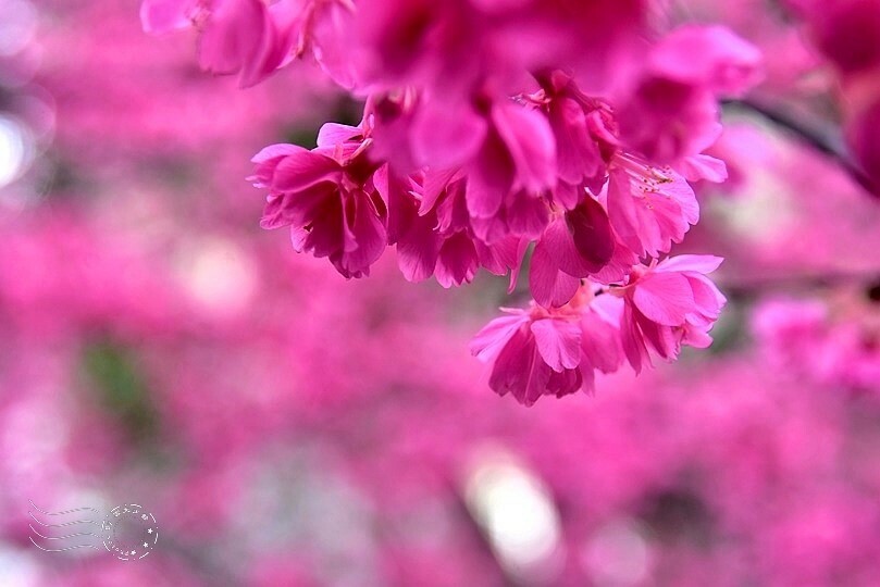 中壢莒光公園:八重櫻