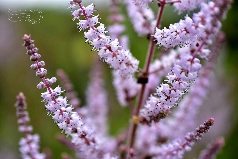 中寮瑰蜜甜心玫瑰園:麝香木