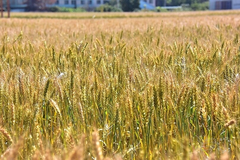大雅小麥田
