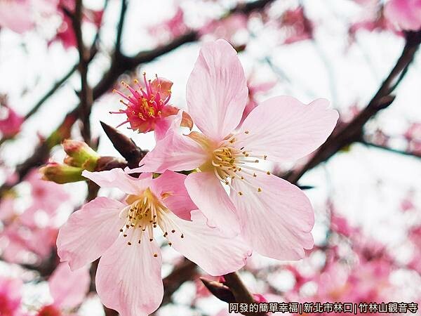 竹林山觀音寺08-吉野櫻特寫.jpg