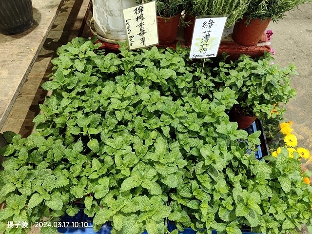 2024台北杜鵑花季|台北花季花IN台北,活動期:2024/