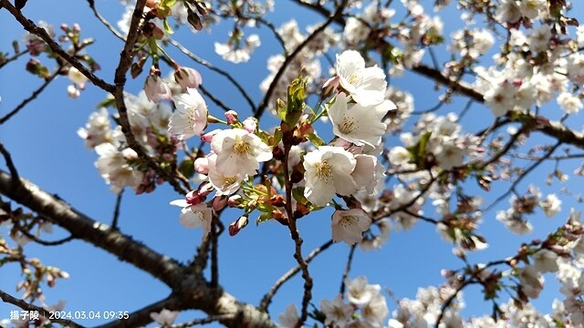 2024福壽山農場｜千櫻園，觀落櫻，遠的要命的福壽山農場｜梨