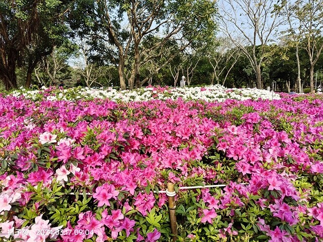 2024台北杜鵑花季|台北花季花IN台北,活動期:2024/