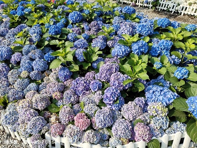 2024台北杜鵑花季|台北花季花IN台北,活動期:2024/