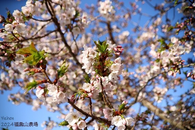 2024宜蘭清水地熱公園,來溫泉煮蛋泡腳趣|梨山賓館,臺灣最