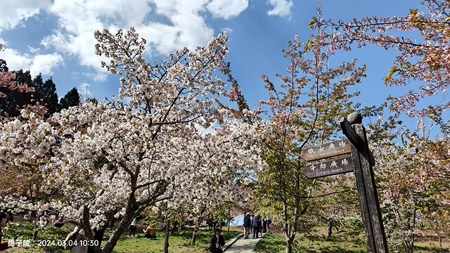 2024福壽山農場｜千櫻園，觀落櫻，遠的要命的福壽山農場｜梨