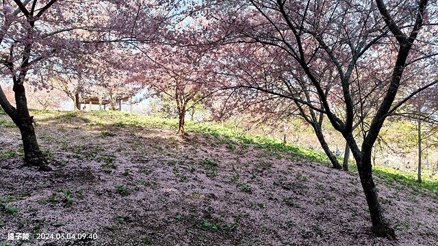 2024福壽山農場｜千櫻園，觀落櫻，遠的要命的福壽山農場｜梨