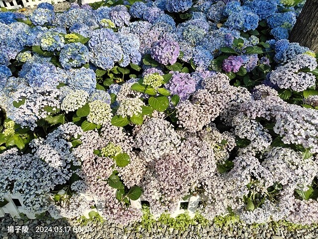 2024台北杜鵑花季|台北花季花IN台北,活動期:2024/