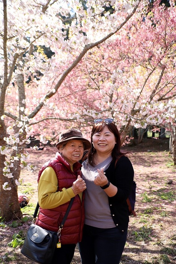 2024福壽山農場｜千櫻園，觀落櫻，遠的要命的福壽山農場｜梨