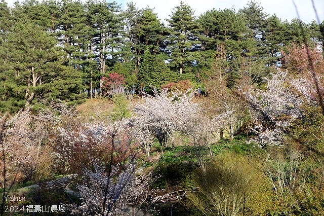 2024宜蘭清水地熱公園,來溫泉煮蛋泡腳趣|梨山賓館,臺灣最