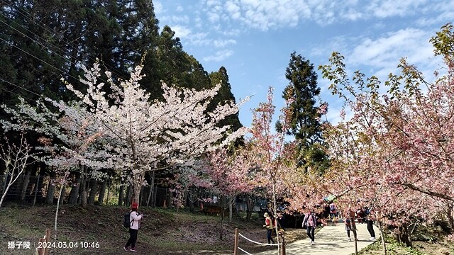 2024福壽山農場｜千櫻園，觀落櫻，遠的要命的福壽山農場｜梨