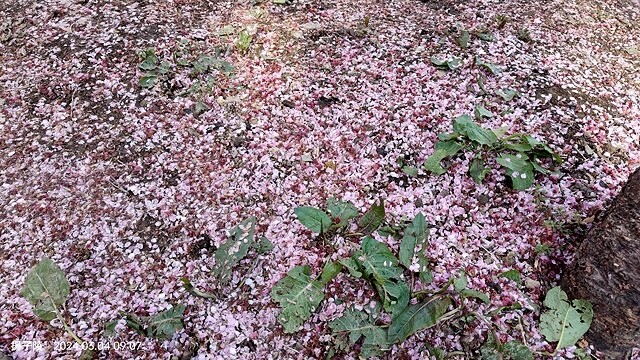 2024福壽山農場｜千櫻園，觀落櫻，遠的要命的福壽山農場｜梨