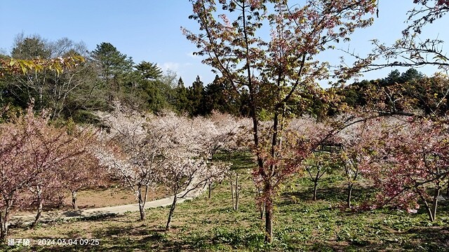 2024福壽山農場｜千櫻園，觀落櫻，遠的要命的福壽山農場｜梨