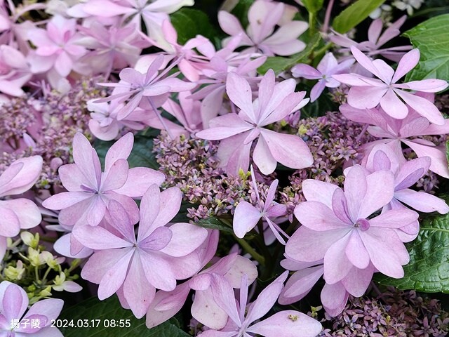 2024台北杜鵑花季|台北花季花IN台北,活動期:2024/