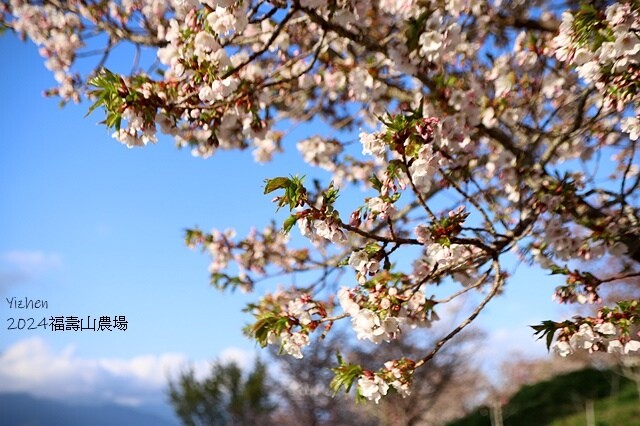 2024宜蘭清水地熱公園,來溫泉煮蛋泡腳趣|梨山賓館,臺灣最