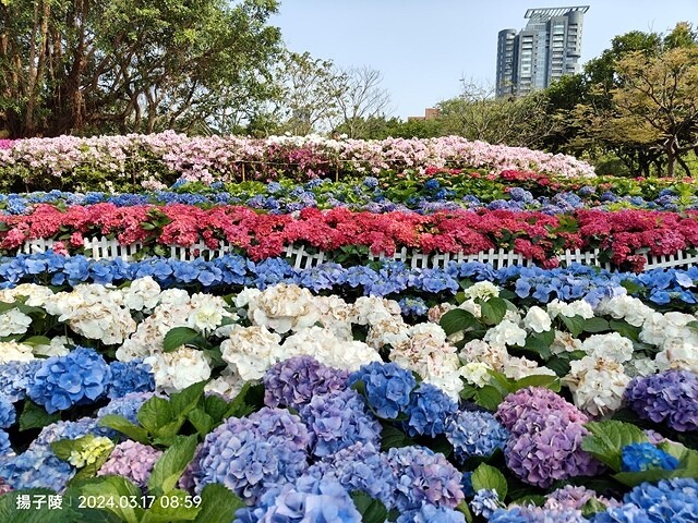 2024台北杜鵑花季|台北花季花IN台北,活動期:2024/