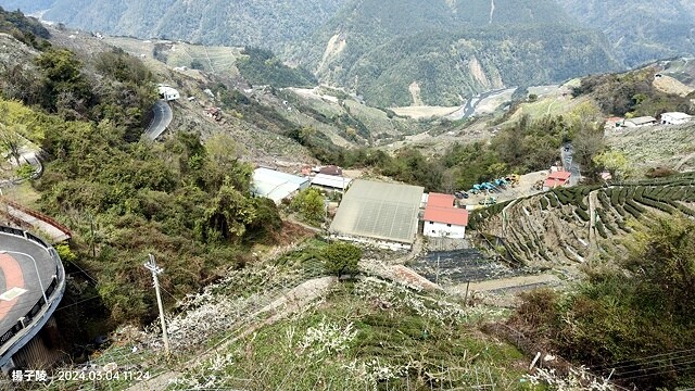 2024福壽山農場｜千櫻園，觀落櫻，遠的要命的福壽山農場｜梨