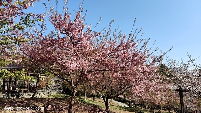 2024福壽山農場｜千櫻園，觀落櫻，遠的要命的福壽山農場｜梨