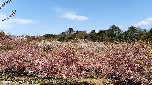 2024福壽山農場｜千櫻園，觀落櫻，遠的要命的福壽山農場｜梨