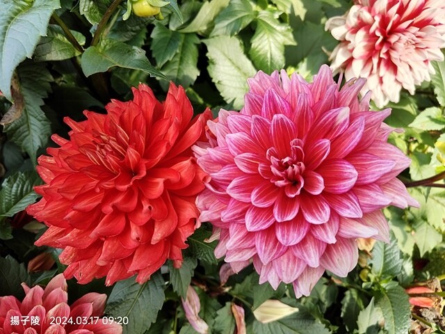 2024台北杜鵑花季|台北花季花IN台北,活動期:2024/