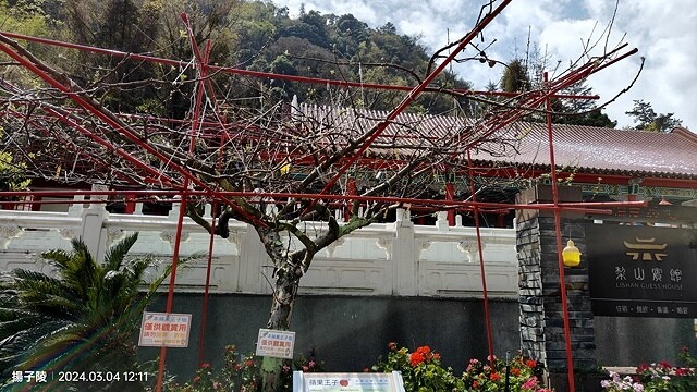 2024福壽山農場｜千櫻園，觀落櫻，遠的要命的福壽山農場｜梨