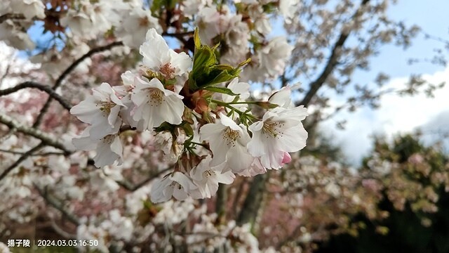 2024宜蘭清水地熱公園,來溫泉煮蛋泡腳趣|梨山賓館,臺灣最