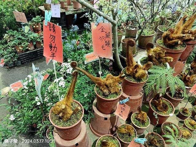 2024台北杜鵑花季|台北花季花IN台北,活動期:2024/