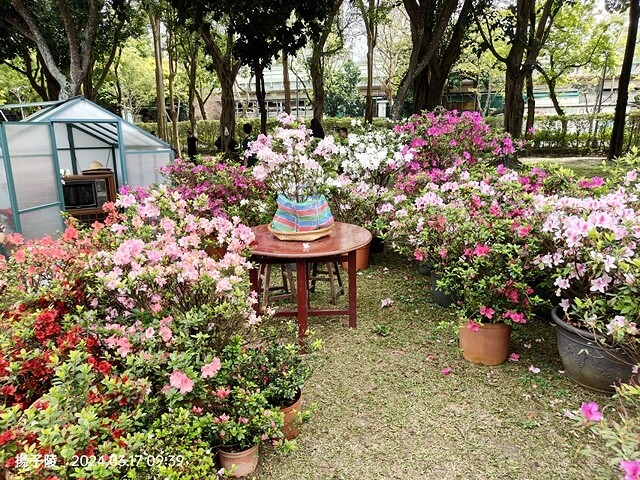 2024台北杜鵑花季|台北花季花IN台北,活動期:2024/