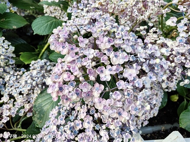 2024台北杜鵑花季|台北花季花IN台北,活動期:2024/