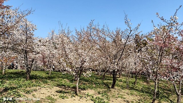 2024福壽山農場｜千櫻園，觀落櫻，遠的要命的福壽山農場｜梨