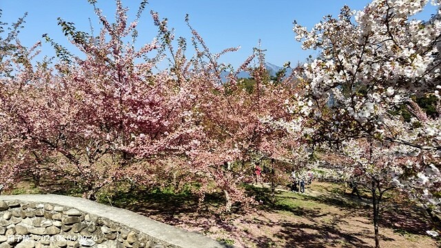 2024福壽山農場｜千櫻園，觀落櫻，遠的要命的福壽山農場｜梨