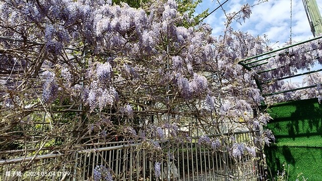 2024福壽山農場｜千櫻園，觀落櫻，遠的要命的福壽山農場｜梨