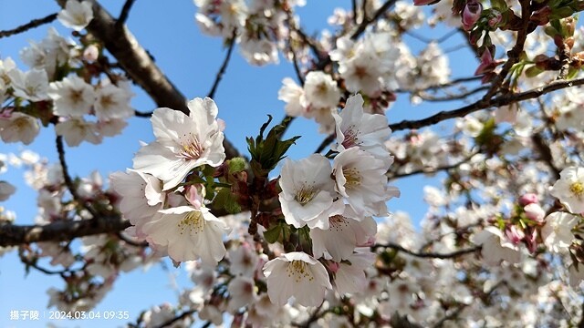 2024福壽山農場｜千櫻園，觀落櫻，遠的要命的福壽山農場｜梨