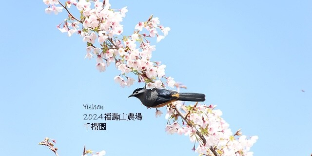 2024福壽山農場｜千櫻園，觀落櫻，遠的要命的福壽山農場｜梨