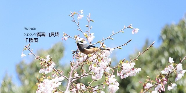 2024福壽山農場｜千櫻園，觀落櫻，遠的要命的福壽山農場｜梨