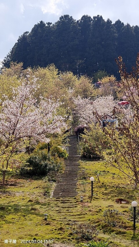 2024福壽山農場｜千櫻園，觀落櫻，遠的要命的福壽山農場｜梨