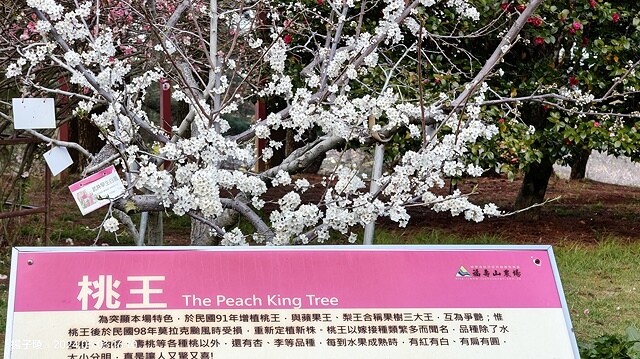 2024宜蘭清水地熱公園,來溫泉煮蛋泡腳趣|梨山賓館,臺灣最